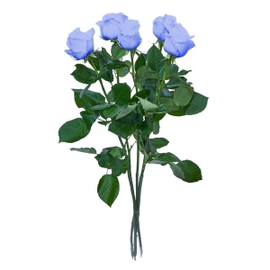 Blaue Rose