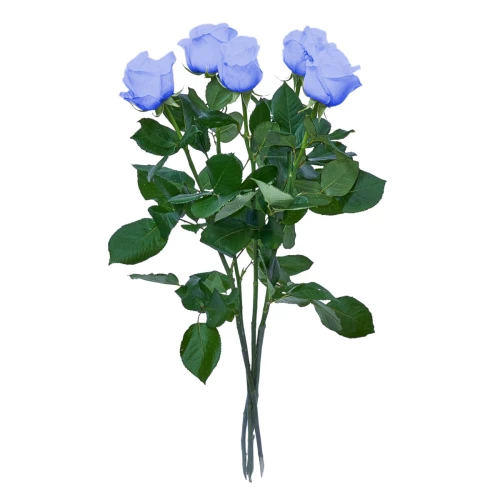 Blaue Rose