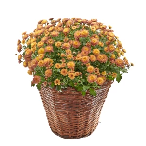 Chrysantheme 'Herbstzauber' orange