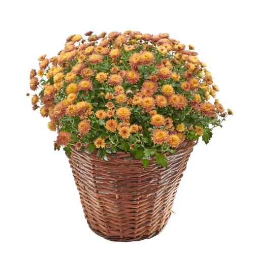 Chrysantheme 'Herbstzauber' orange