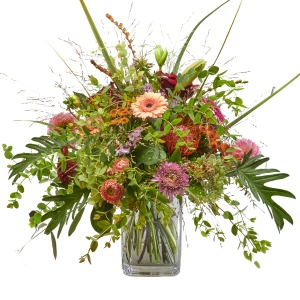 Strauss 'Queen of Indian Summer'