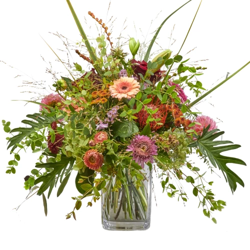 Strauss 'Queen of Indian Summer'