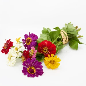 Zinnien Freiland 'frisch vom Gärtner' grossblütig