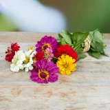 Zinnien Freiland 'frisch vom Gärtner' grossblütig