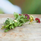 Zinnien Freiland 'frisch vom Gärtner' grossblütig