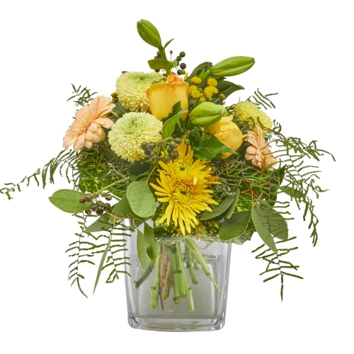 Strauss 'Little Sunshine'