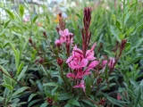 Gaura 'lindheimeri'