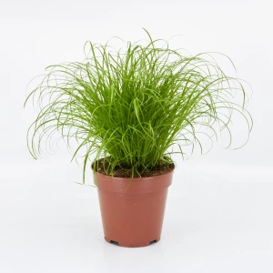 Cyperus 'zumla' Katzengras