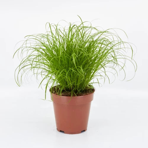 Cyperus 'zumla' Katzengras