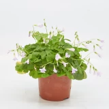 Oxalis 'Klee' grün