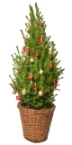 Weihnachtsbäumchen 'Zuckerhut' rot