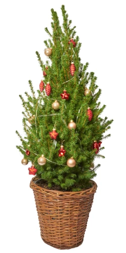 Weihnachtsbäumchen 'Zuckerhut' rot
