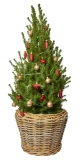 Weihnachtsbäumchen 'Zuckerhut' rot