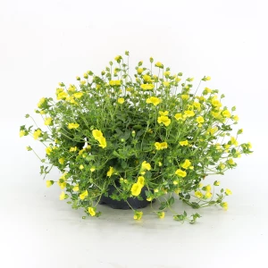Mecardonia 'gelb'