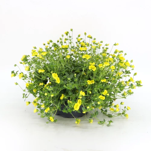Mecardonia 'gelb'
