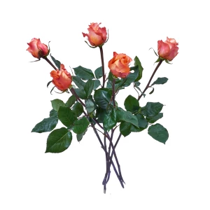 Orange Rosen