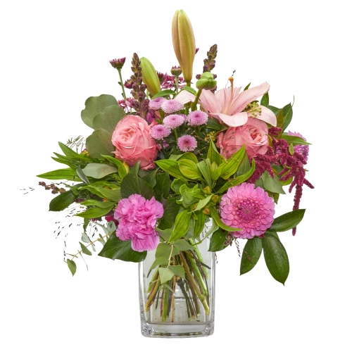  Strauss 'Princess of Indian Summer'