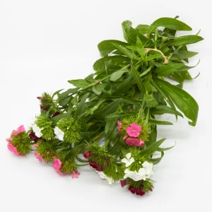 Bartnelke 'Freiland' mix