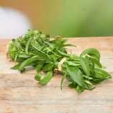 Bartnelke 'Freiland' mix