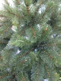 Weihnachtsbaum 'Bristlecone'