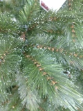 Weihnachtsbaum 'Bristlecone'