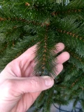 Weihnachtsbaum 'Bristlecone'
