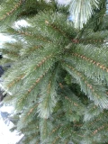 Weihnachtsbaum 'Bristlecone'