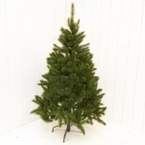 Weihnachtsbaum 'Bristlecone'