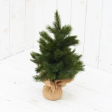 Weihnachtsbaum 'Forest frosted'