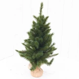 Weihnachtsbaum 'Forest frosted'