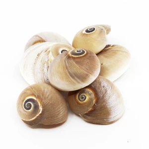 Schneckenhaus 'Polinices didyma'