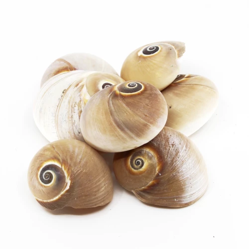 Schneckenhaus 'Polinices didyma'
