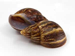 Schneckenhaus 'Achatschnecke' natur