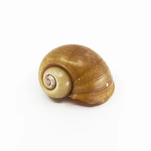 Schneckenhaus 'Pomacea insularum'