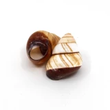 Schneckenhaus 'Helicostyla rufogastras'