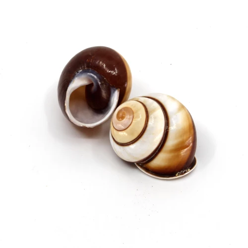Schneckenhaus 'Helicostyla dimera'