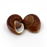 Schneckenhaus 'Lamarkiana' 7cm
