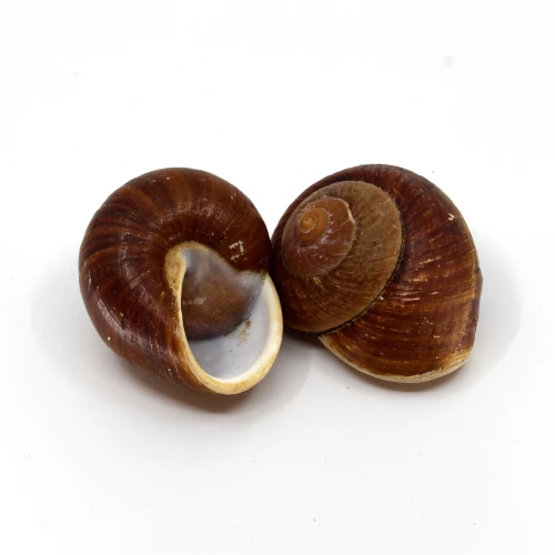 Schneckenhaus 'Lamarkiana' 7cm