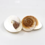 Schneckenhaus 'Lamarkiana' 7cm