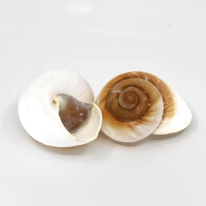Schneckenhaus 'Lamarkiana' 7cm
