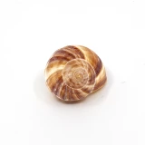 Schneckenhaus 'Weinbergschnecke' natur gross 4-6cm