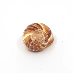 Schneckenhaus 'Weinbergschnecke' natur gross 4-6cm