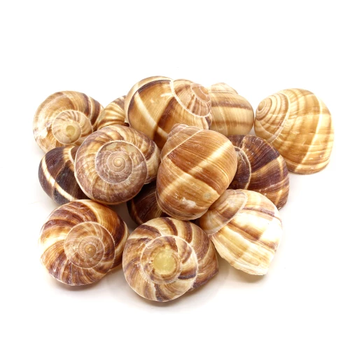 Schneckenhaus 'Weinbergschnecke' natur gross 4-6cm
