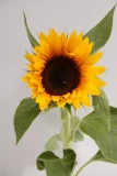 Sonnenblumen Freiland 'frisch vom Gärtner' grossblütig