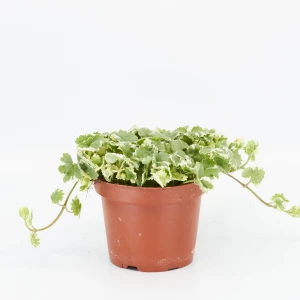 Glechoma 'Hederaceae'