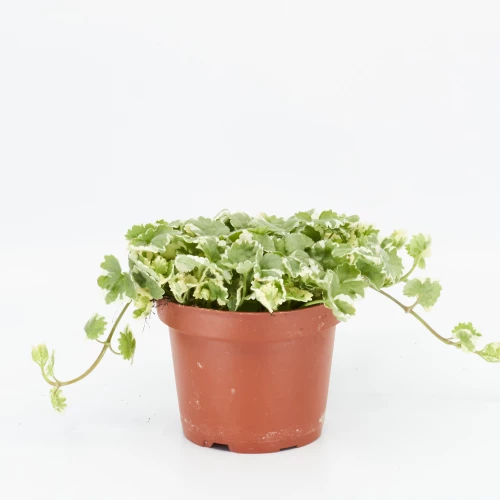 Glechoma 'Hederaceae'