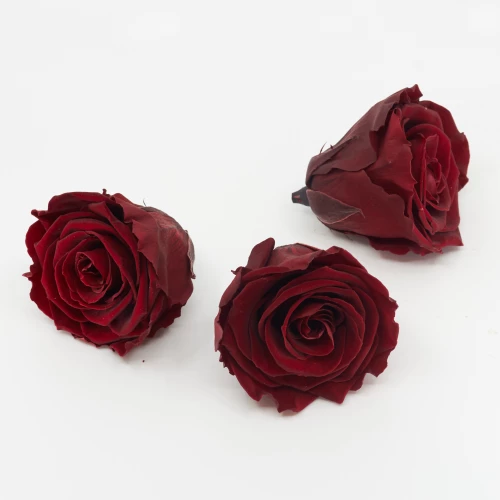 Gefriergetrocknete Rose 'bordeaux' d6cm h5cm