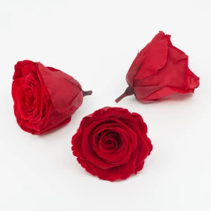 Gefriergetrocknete Rose 'rot' d6cm h5cm