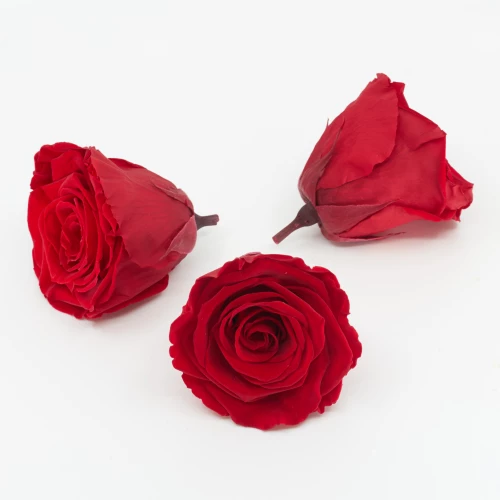 Gefriergetrocknete Rose 'rot' d6cm h5cm