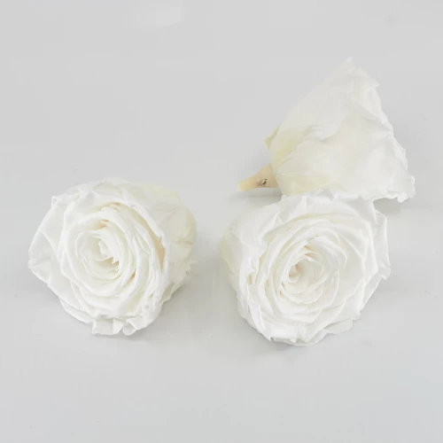 Gefriergetrocknete Rose 'weiss' d6cm h5cm